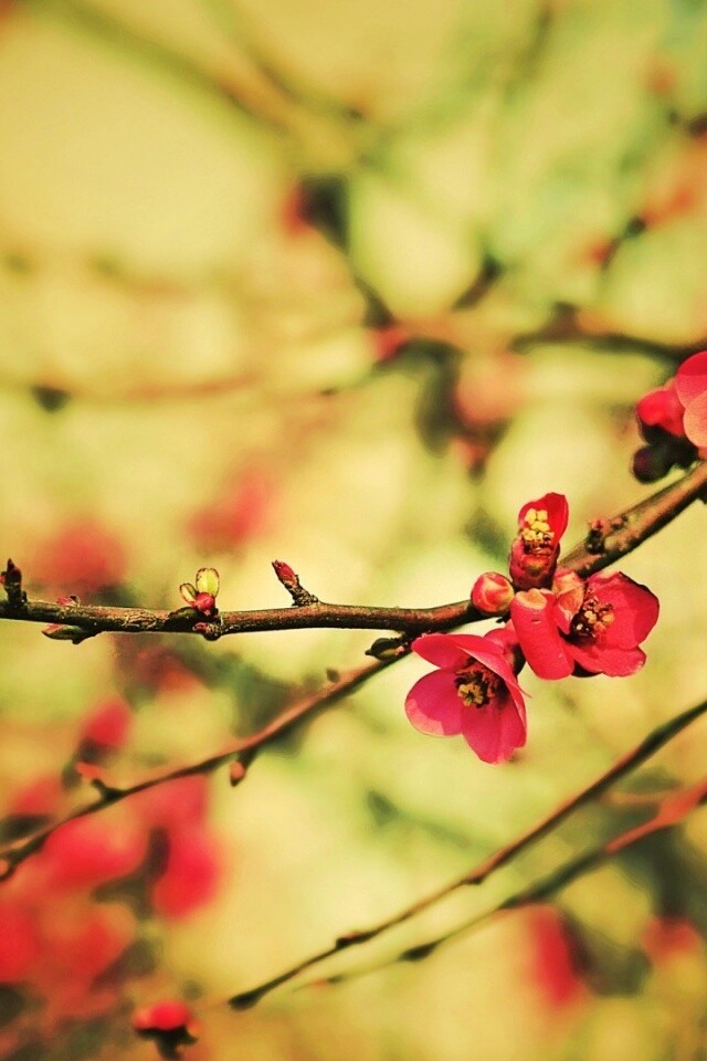 Весеннее цветение обои