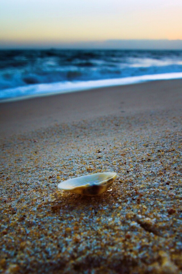 Ракушка не песчанном берегу обои