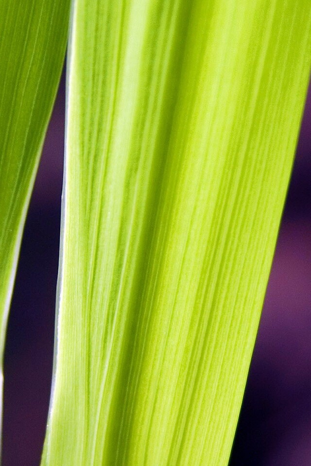 Салатоввые травинки обои