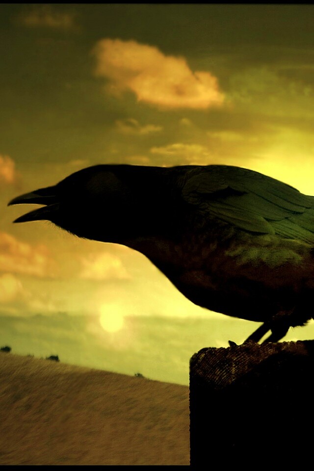 Чёрный ворон обои