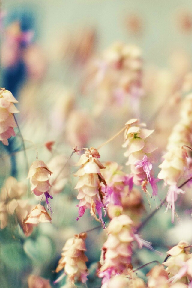 Висящие цветочки обои