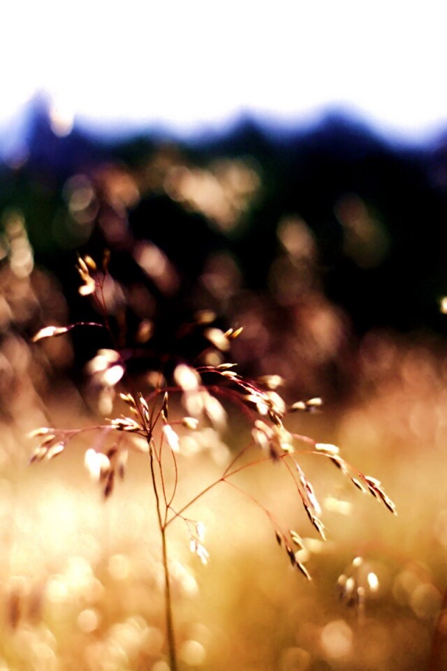 Трава на солнце обои