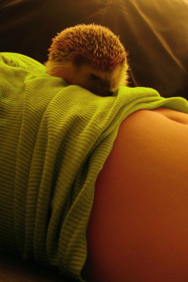 Девушка и ёжик обои