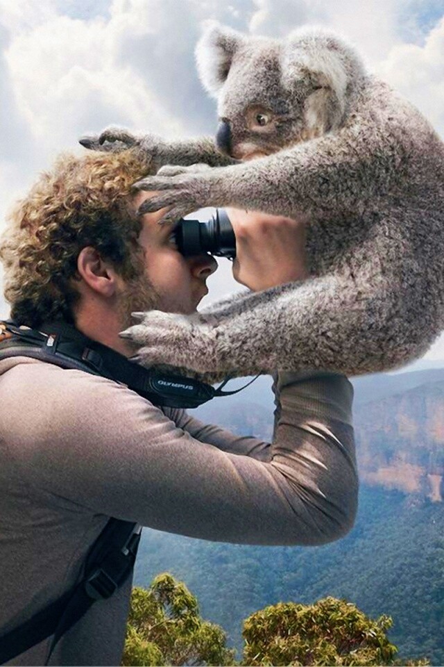 Коала ближе чем кажется обои