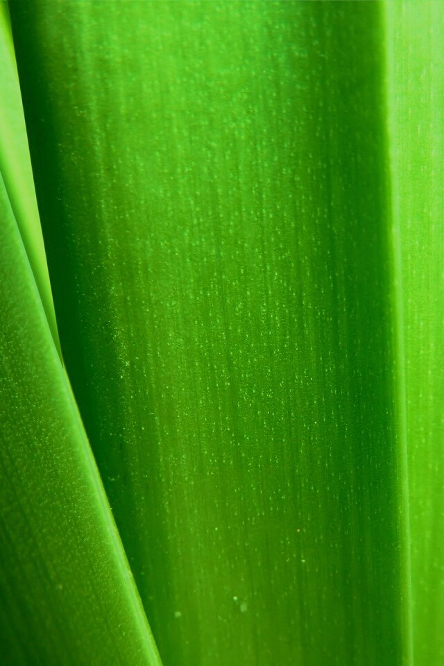 Сочная травинка обои