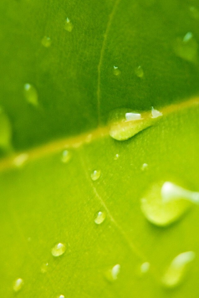 Капли на листе обои