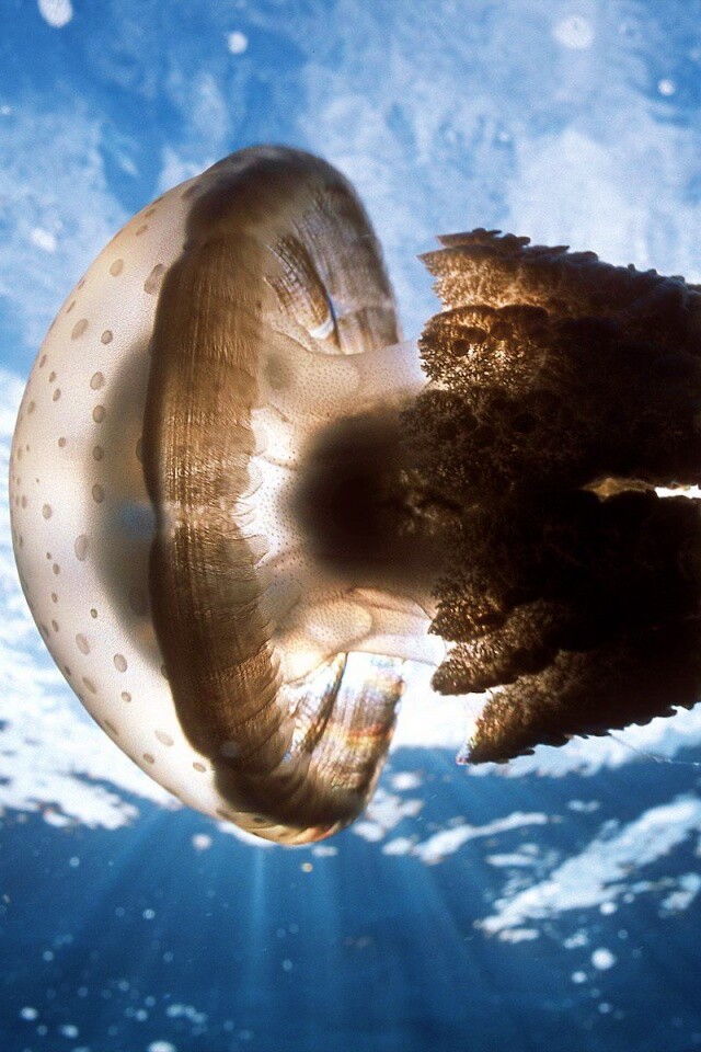 Коричневая медуза обои