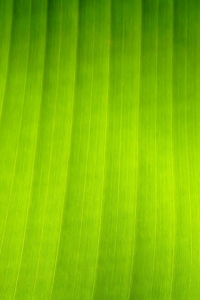 Травяные полосы обои