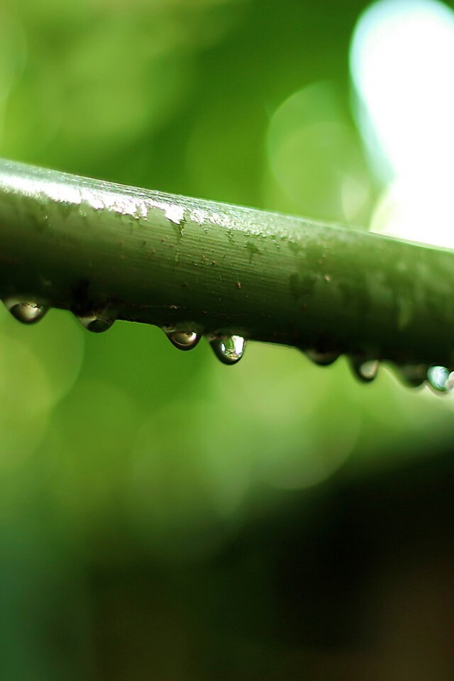 Капли на стебле обои