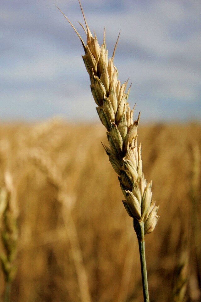 Колосок обои