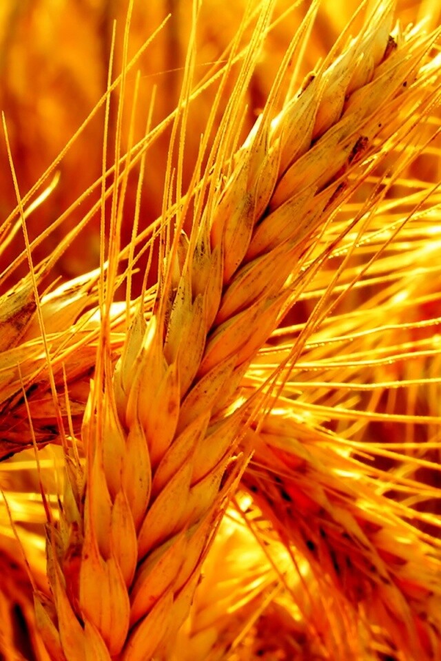 Зреющий колос обои