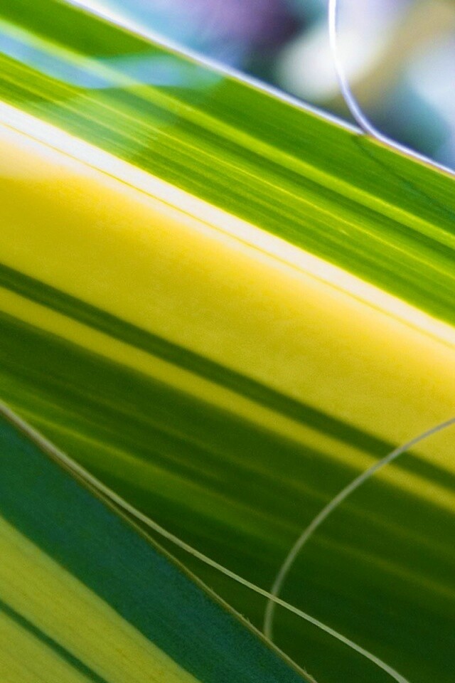 Желто-зеленые травинки обои