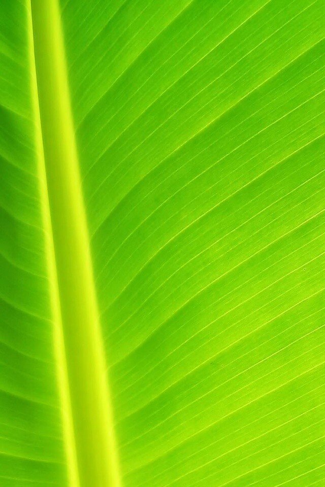 Желтый черенок листа обои