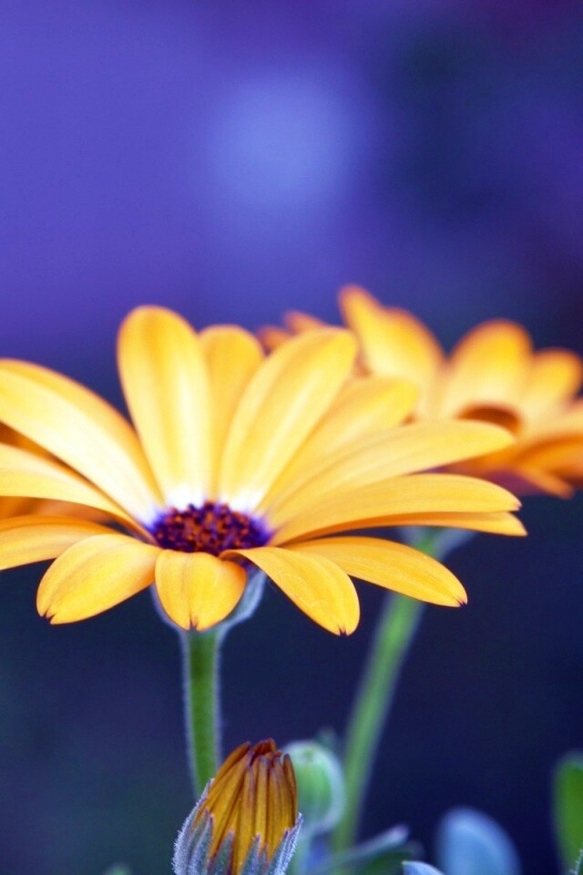 Три желтых цветка обои