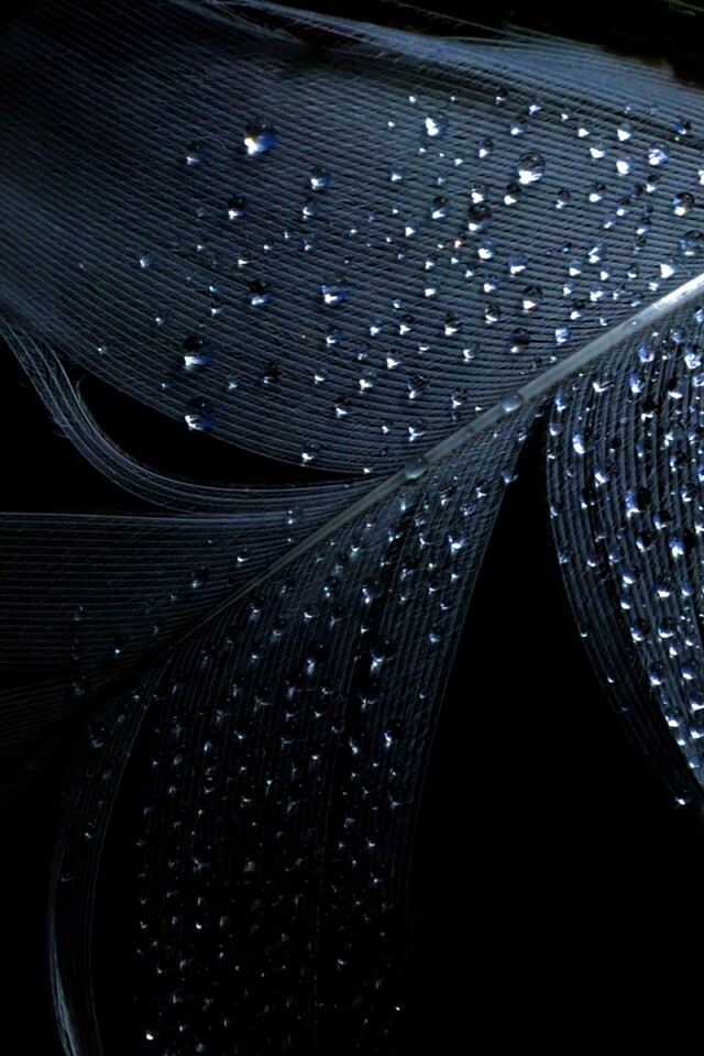 Капли на черном пере обои
