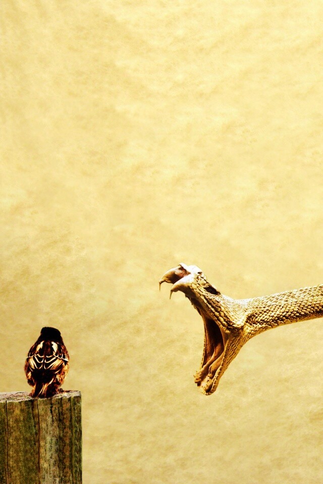 Змея-коряга напдает на птичку обои