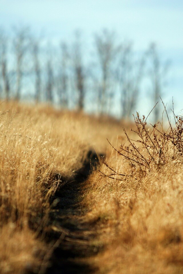 Тропинка в поле обои