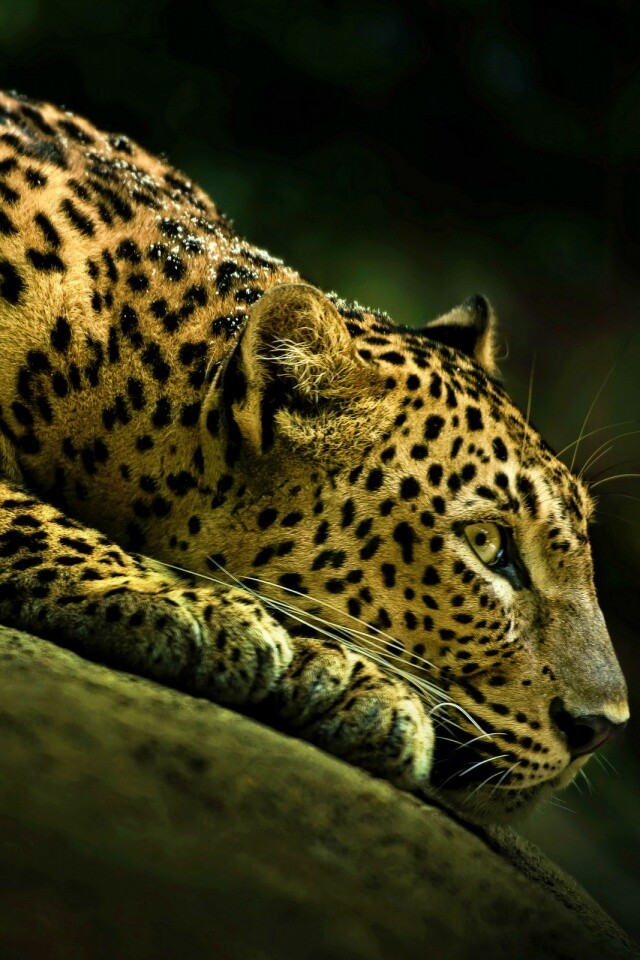 Лежащий ягуар обои