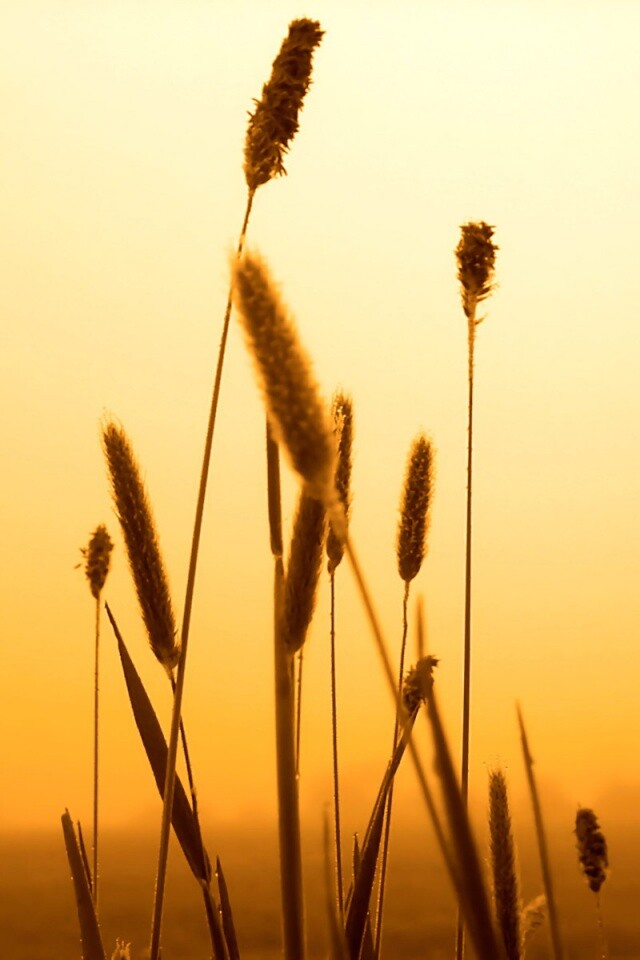 Травинки на закате обои