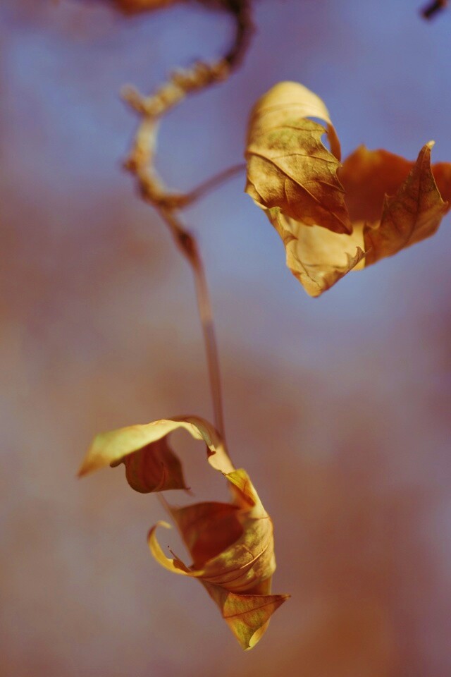 Увядшие листья обои