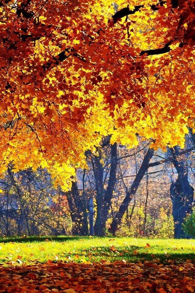 Размашистое осеннее дерево обои