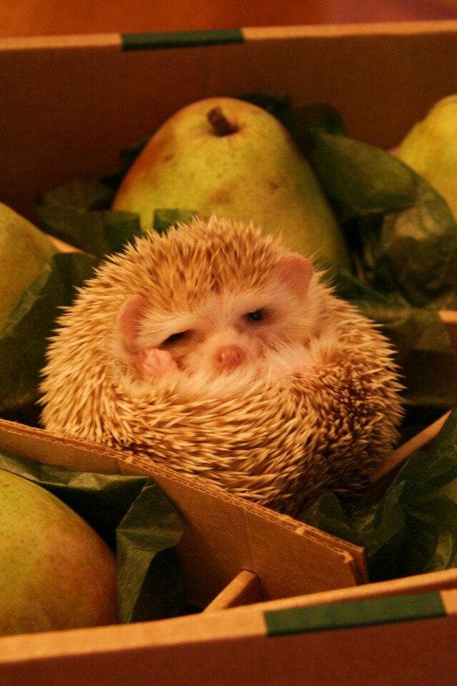 Ёжик в грушах обои