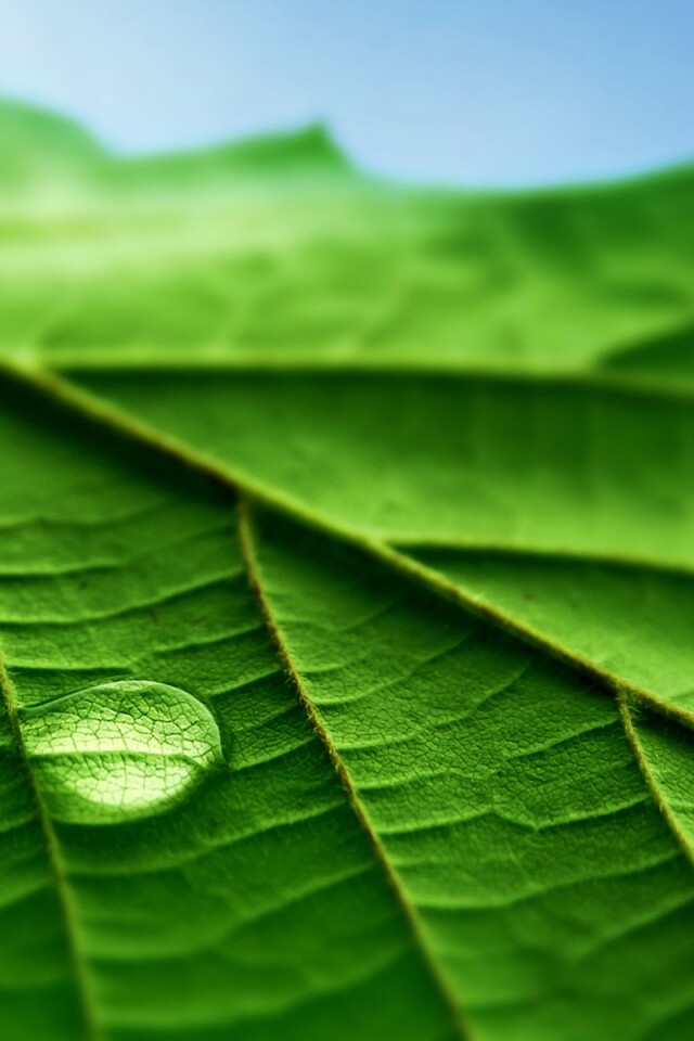 Капля на листе обои