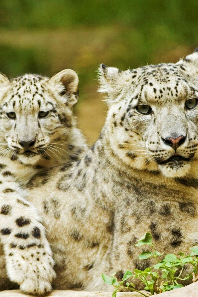 Самка снежного барса с котенком обои