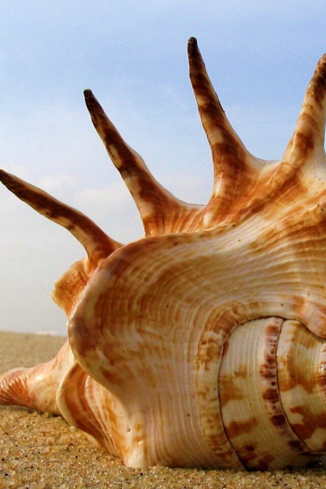 Раковина с гребнем обои