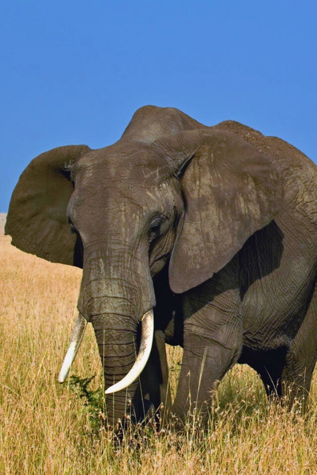 Африканский слон обои