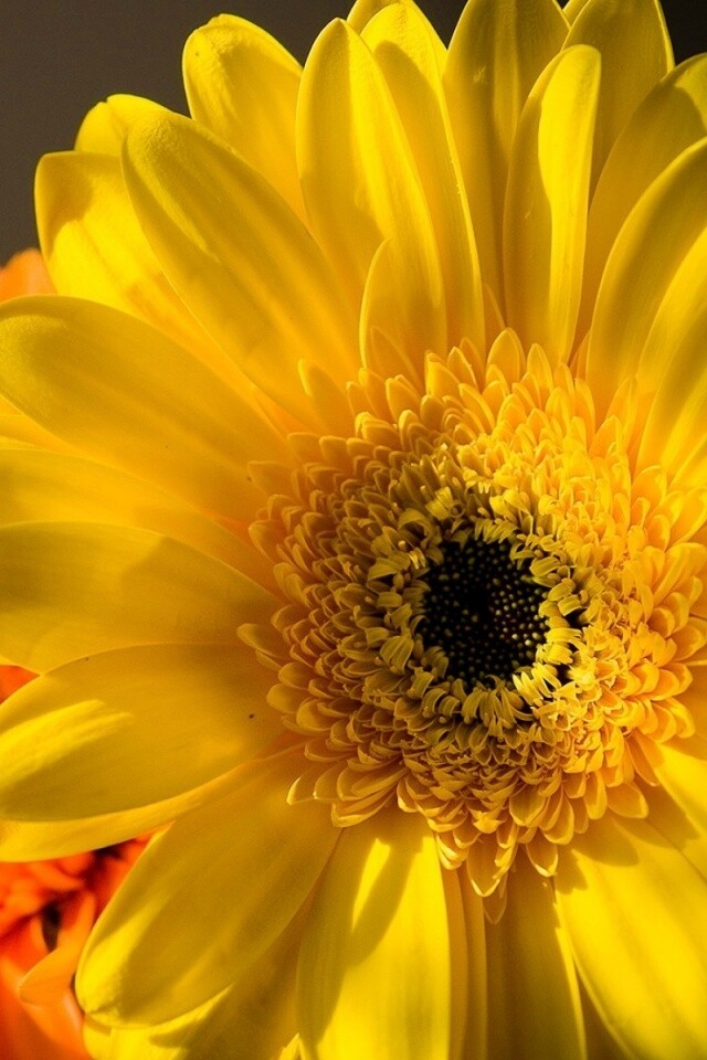 Желтый гербер обои