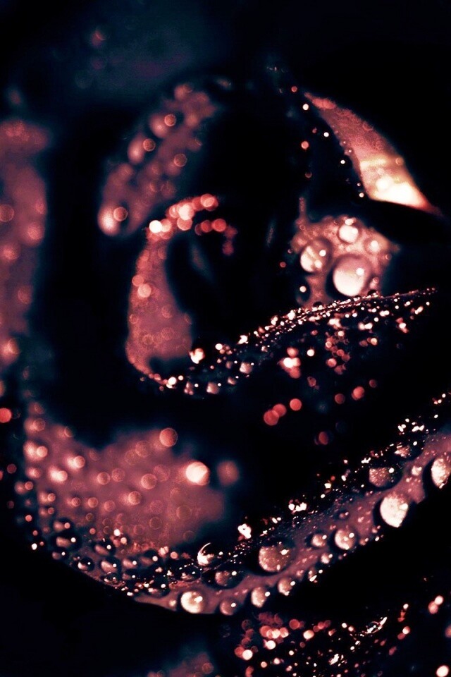 Черная роза обои