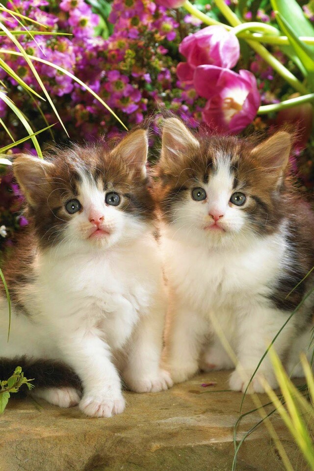 Котята в цветах обои