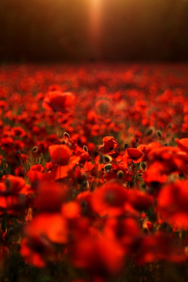 Маки в полях обои