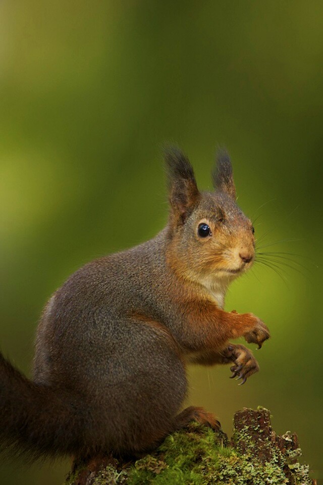 Белку застали врасплох обои