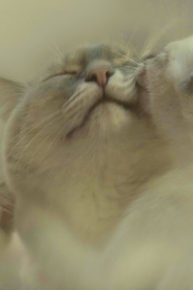 Котята с мамой обои