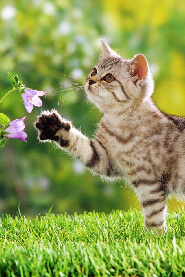 Котенок играет с цветами обои