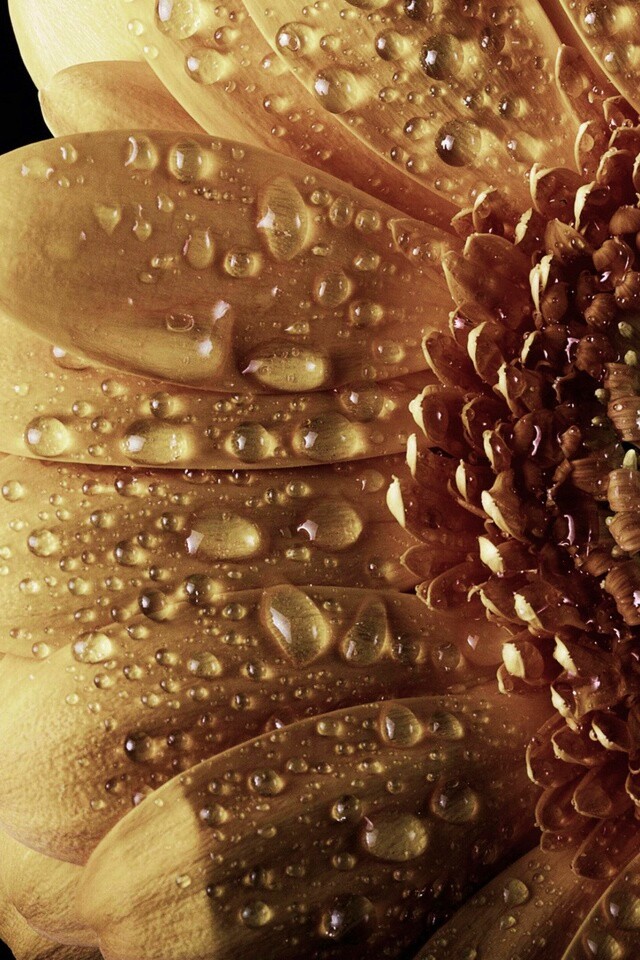 Капли на лепестках гербера обои