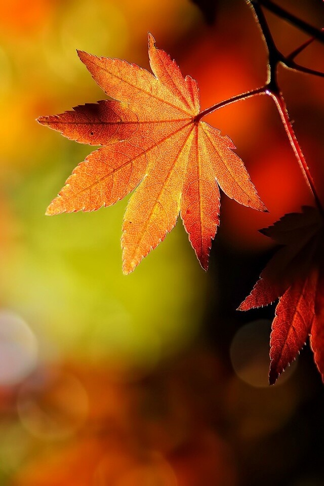 Осенние листья обои