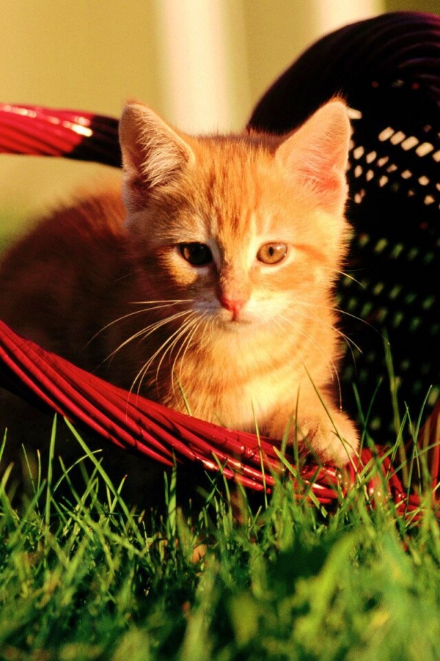 Рыжий котенок в корзине обои