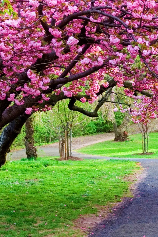 Дорожка между деревьями обои