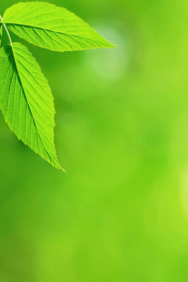 Два листа обои