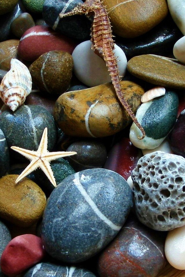 Морские камешки и фауна обои
