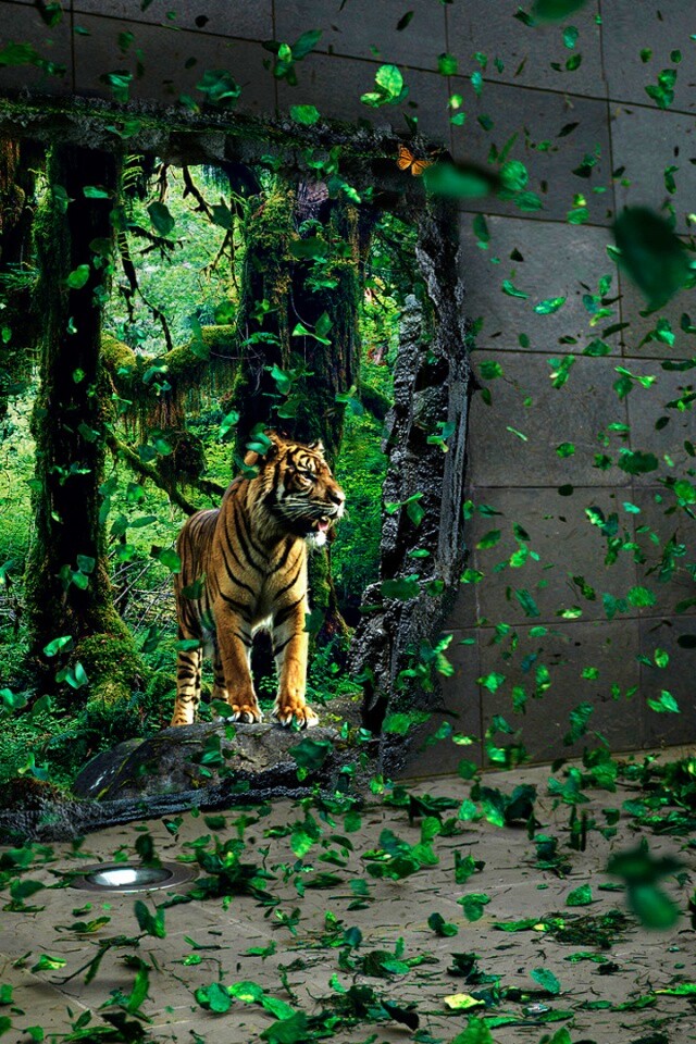 Портал в джунги обои