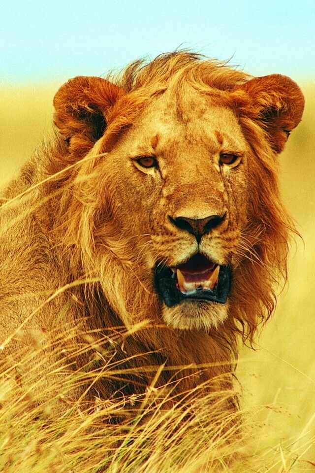 Ярко оранжевый лев обои