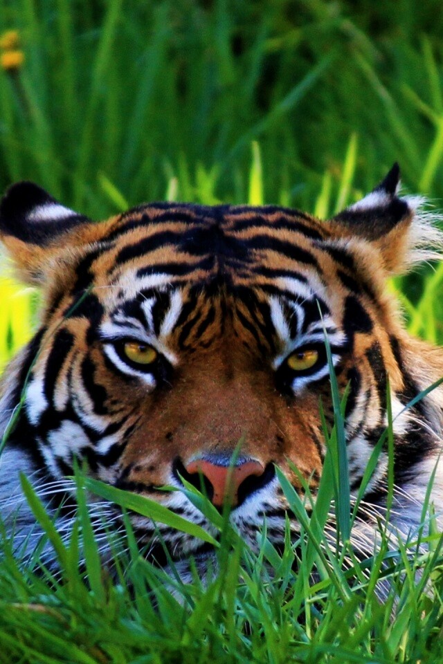 Морда тигра в траве обои