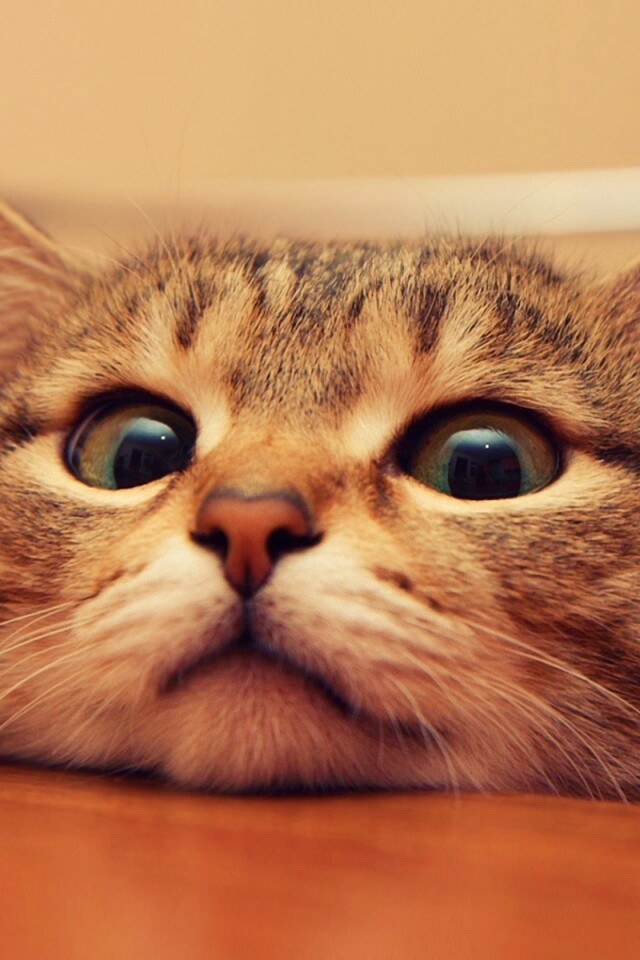 Любопытный котейка обои