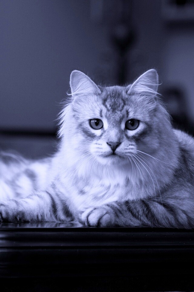 Кот благородных кровей обои