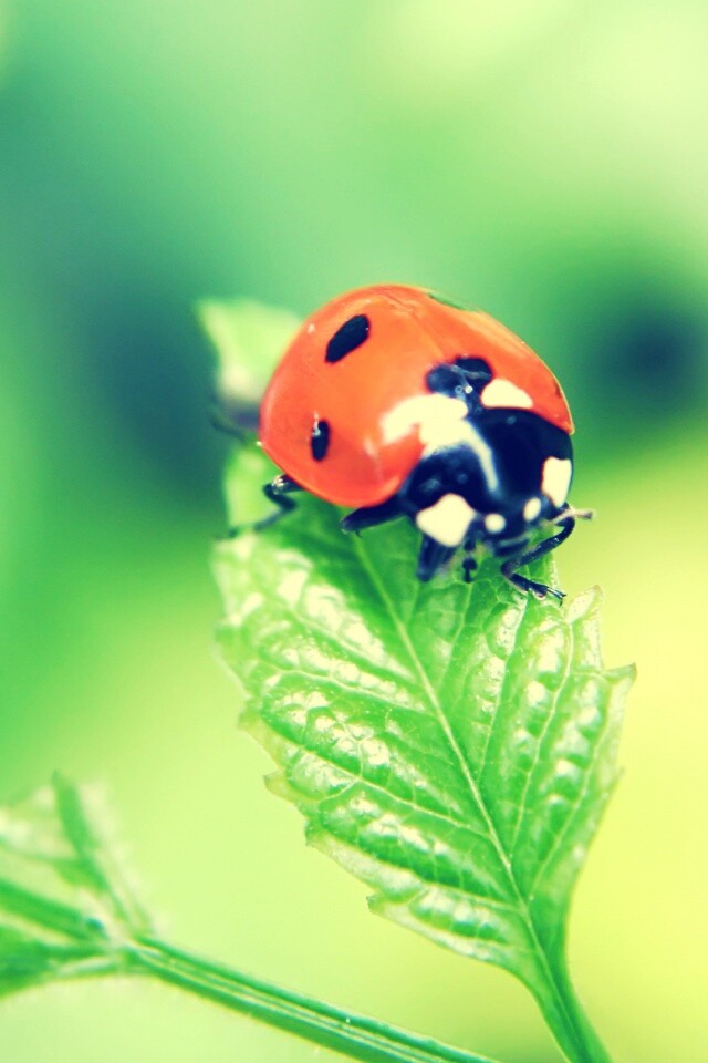 Божья коровка в макро обои
