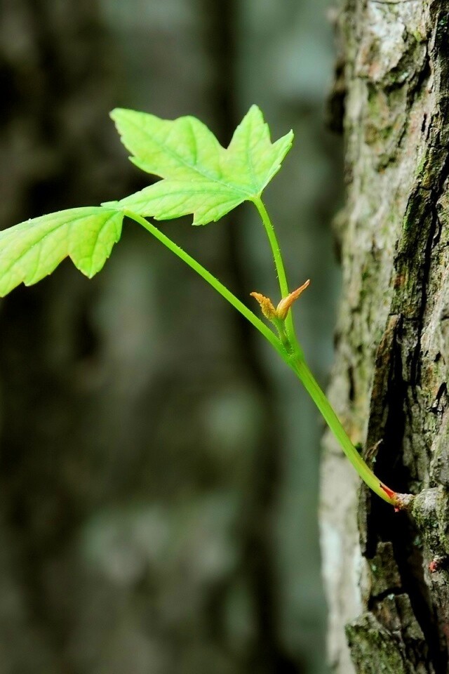 Молодой листик обои